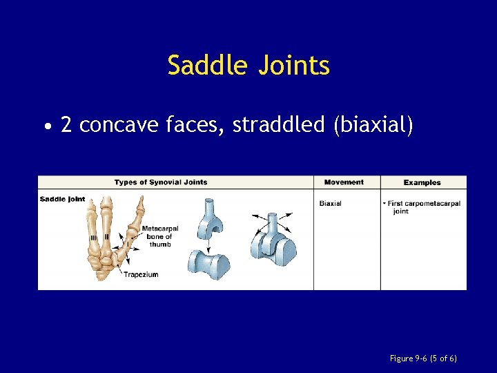 Saddle Joints • 2 concave faces, straddled (biaxial) Figure 9– 6 (5 of 6)