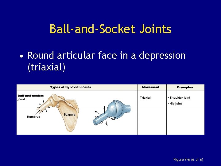 Ball-and-Socket Joints • Round articular face in a depression (triaxial) Figure 9– 6 (6