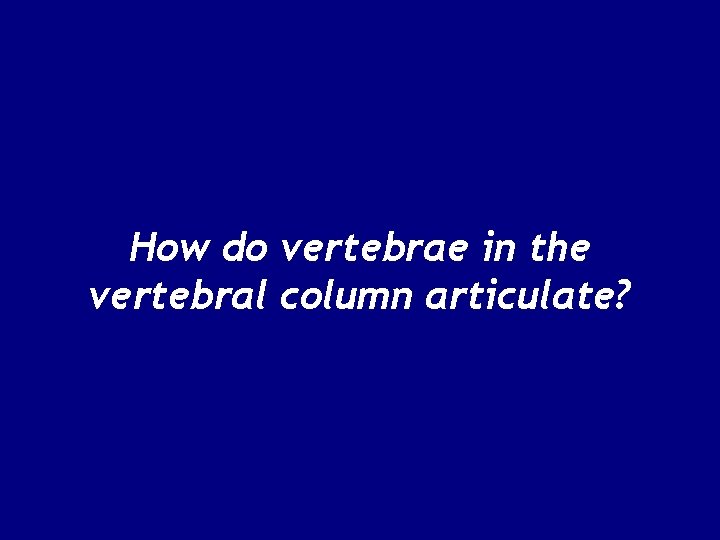How do vertebrae in the vertebral column articulate? 