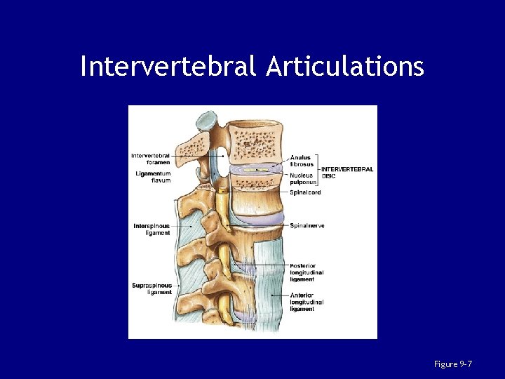 Intervertebral Articulations Figure 9– 7 