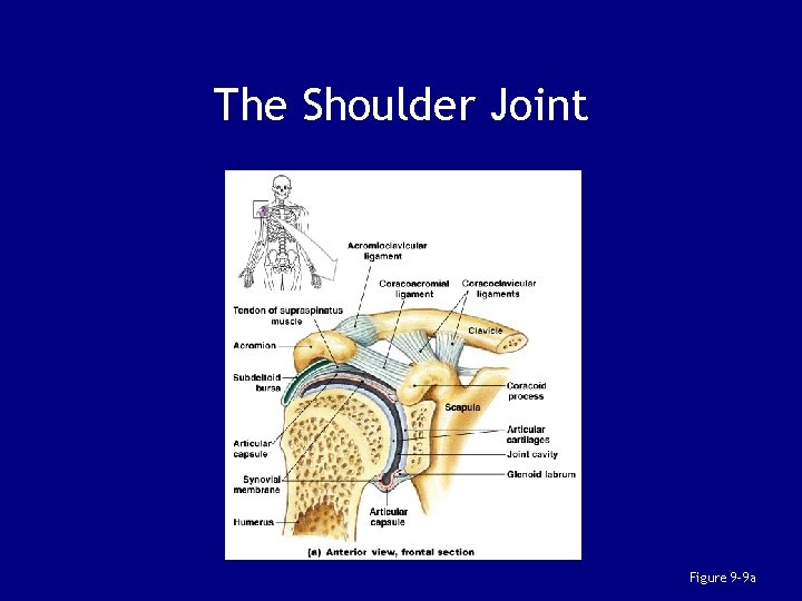 The Shoulder Joint Figure 9– 9 a 