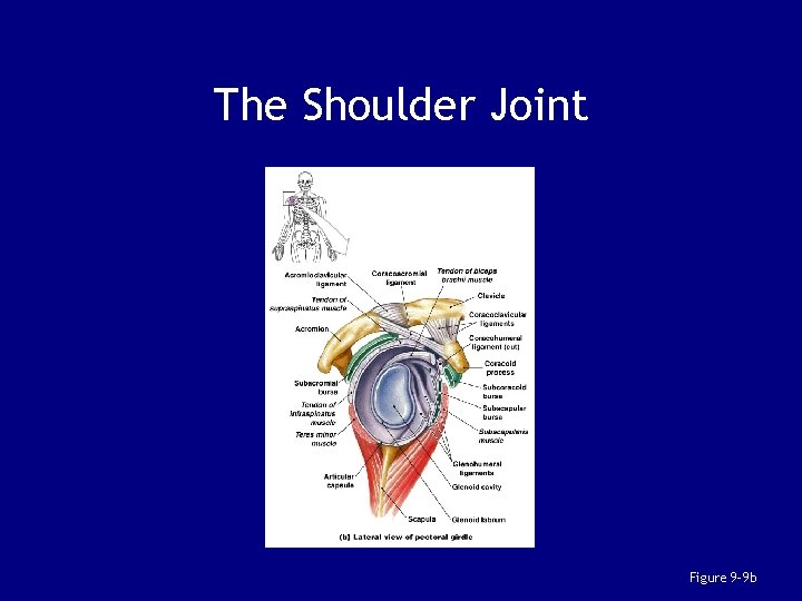 The Shoulder Joint Figure 9– 9 b 