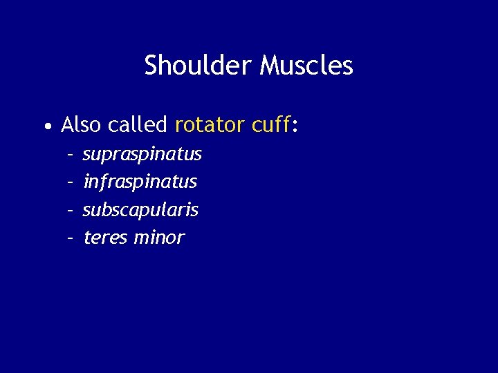 Shoulder Muscles • Also called rotator cuff: – – supraspinatus infraspinatus subscapularis teres minor