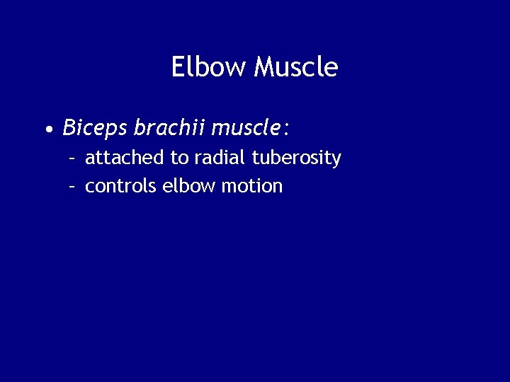 Elbow Muscle • Biceps brachii muscle: – attached to radial tuberosity – controls elbow
