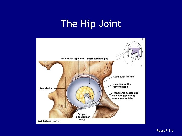 The Hip Joint Figure 9– 11 a 