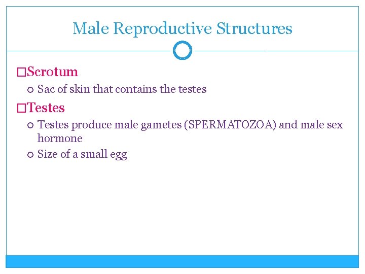 Male Reproductive Structures �Scrotum Sac of skin that contains the testes �Testes produce male