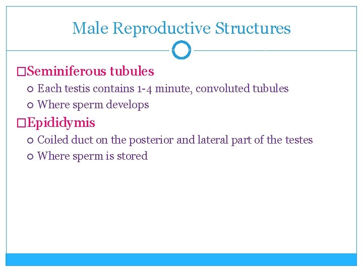 Male Reproductive Structures �Seminiferous tubules Each testis contains 1 -4 minute, convoluted tubules Where