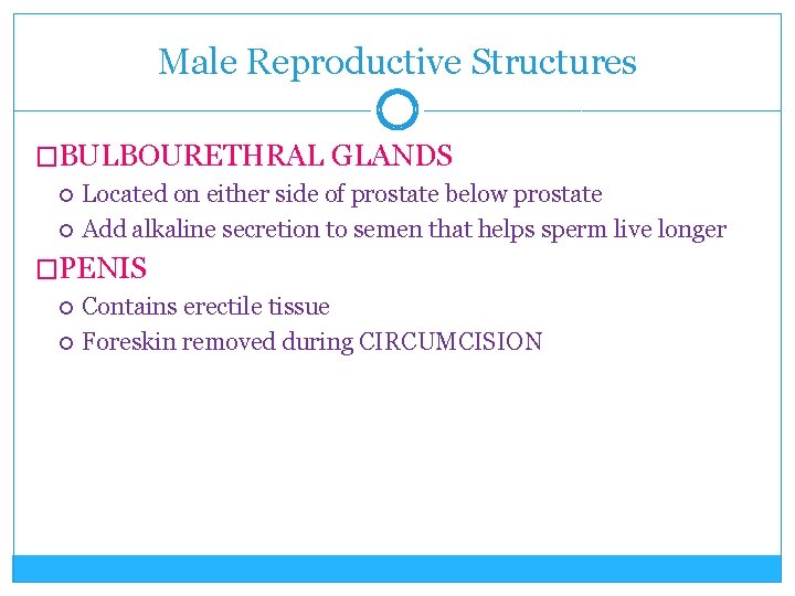 Male Reproductive Structures �BULBOURETHRAL GLANDS Located on either side of prostate below prostate Add