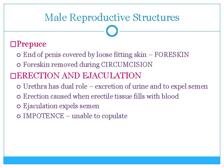 Male Reproductive Structures �Prepuce End of penis covered by loose fitting skin – FORESKIN
