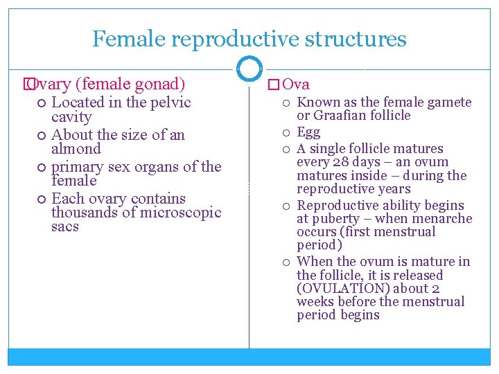 Female reproductive structures � Ovary (female gonad) Located in the pelvic cavity About the