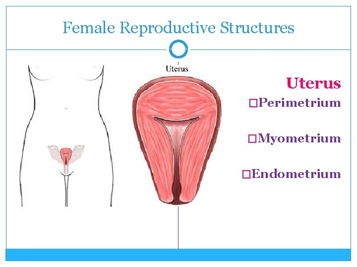 Female Reproductive Structures Uterus �Perimetrium �Myometrium �Endometrium 