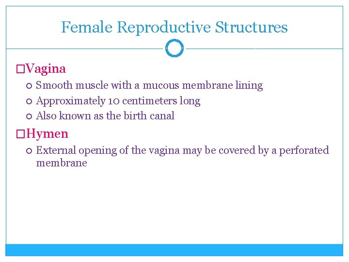 Female Reproductive Structures �Vagina Smooth muscle with a mucous membrane lining Approximately 10 centimeters