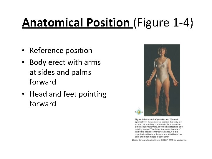 Anatomical Position (Figure 1 -4) • Reference position • Body erect with arms at Anatomical Position (Figure 1 -4) • Reference position • Body erect with arms at