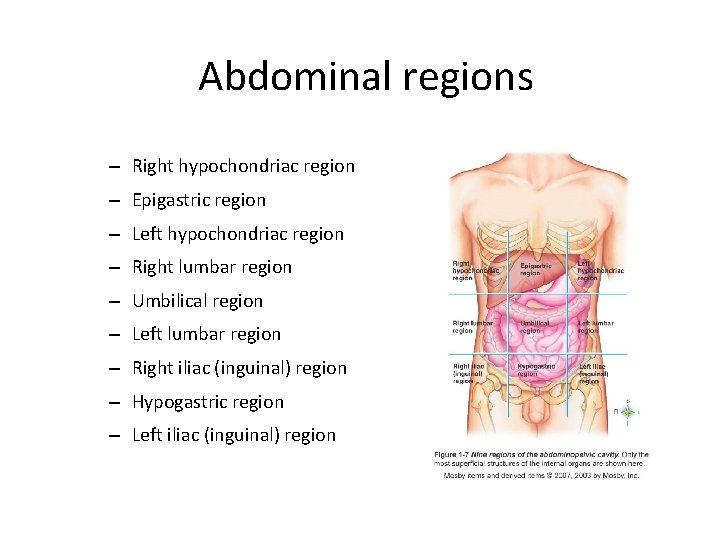 Abdominal regions – Right hypochondriac region – Epigastric region – Left hypochondriac region – Abdominal regions – Right hypochondriac region – Epigastric region – Left hypochondriac region –