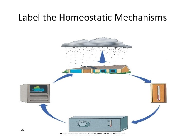 Label the Homeostatic Mechanisms Label the Homeostatic Mechanisms