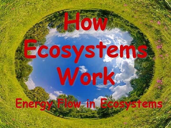 How Ecosystems Work Energy Flow in Ecosystems 