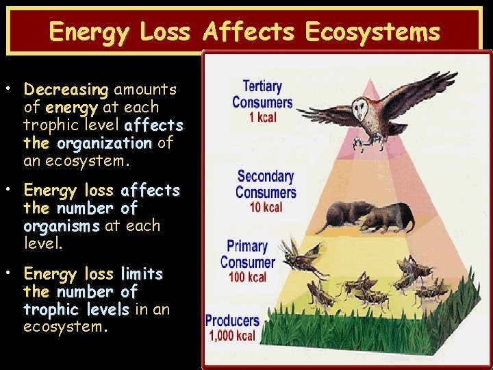 Energy Loss Affects Ecosystems • Decreasing amounts of energy at each trophic level affects