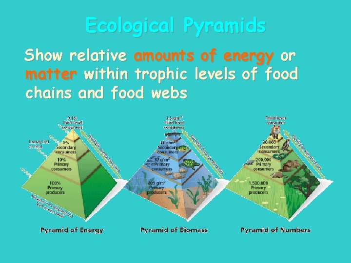 Ecological Pyramids Show relative amounts of energy or matter within trophic levels of food