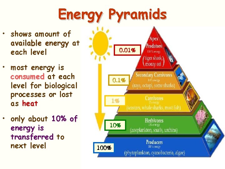 Energy Pyramids • shows amount of available energy at each level • most energy