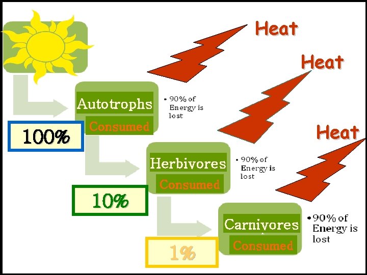 Heat Autotrophs 100% Heat Consumed Herbivores Consumed 10% Carnivores 1% Consumed 