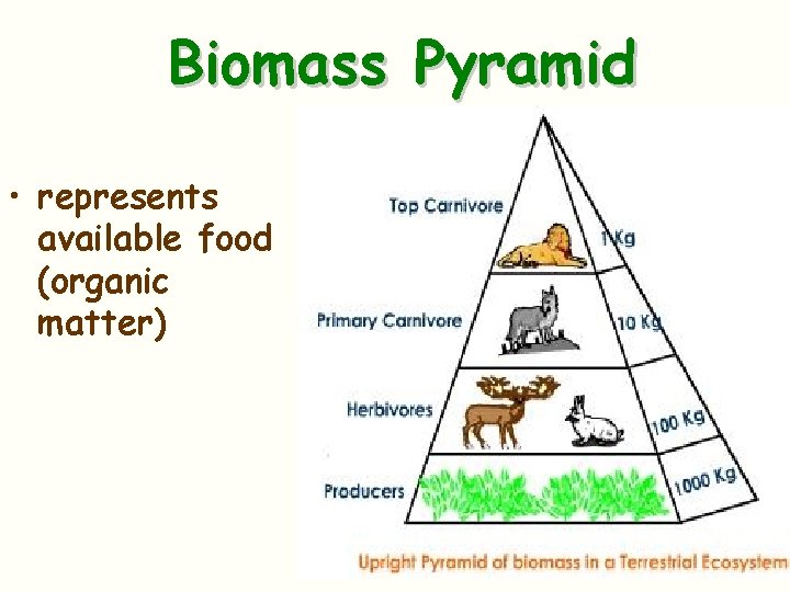 Biomass Pyramid • represents available food (organic matter) 