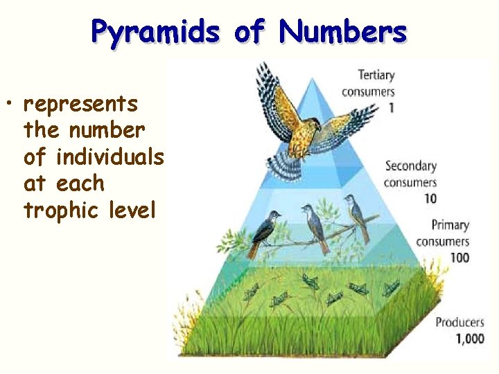 Pyramids of Numbers • represents the number of individuals at each trophic level 