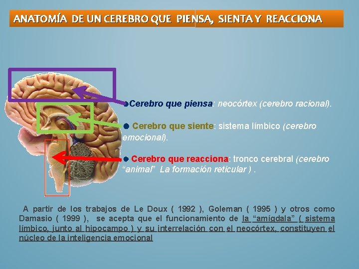 ANATOMÍA DE UN CEREBRO QUE PIENSA, SIENTA Y REACCIONA Cerebro que piensa: neocórtex (cerebro