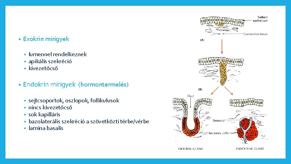  • Exokrin mirigyek • • lumennel rendelkeznek apikális szekréció kivezetőcső Endokrin mirigyek (hormontermelés)