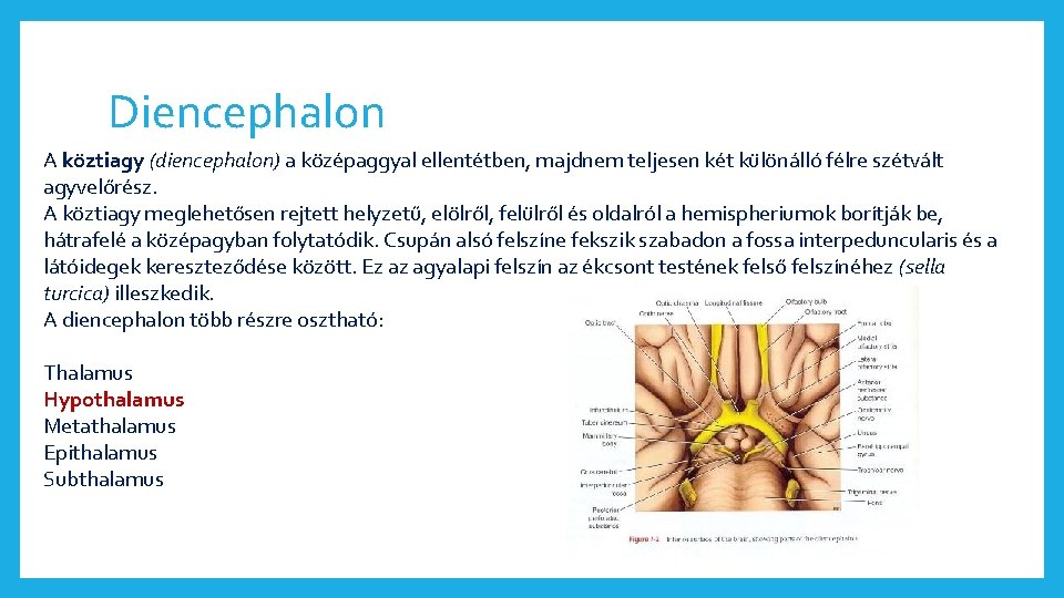 Diencephalon A köztiagy (diencephalon) a középaggyal ellentétben, majdnem teljesen két különálló félre szétvált agyvelőrész.