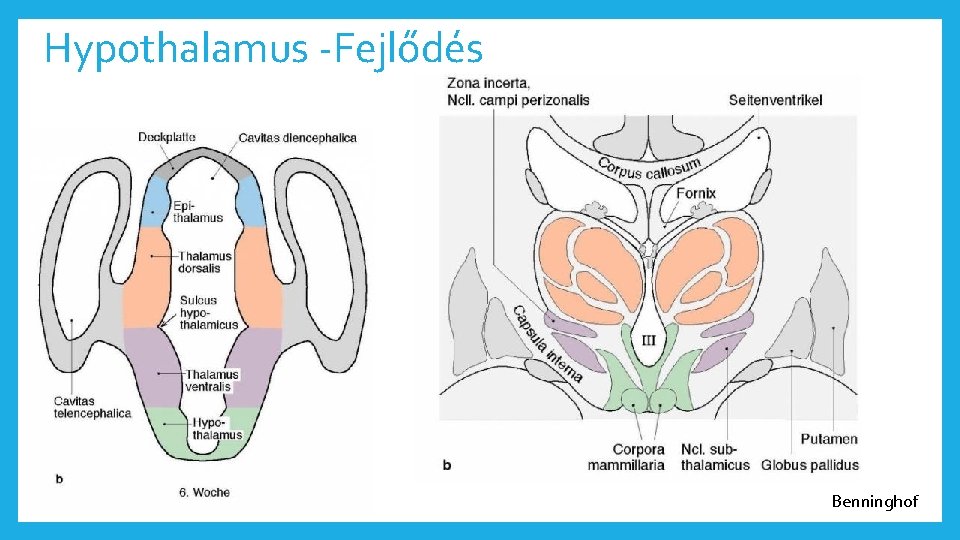 Hypothalamus -Fejlődés Benninghof 