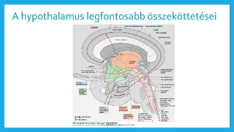 A hypothalamus legfontosabb összeköttetései 