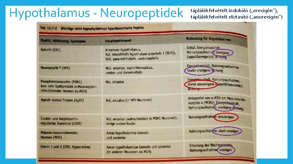 Hypothalamus - Neuropeptidek Peptid Szintézis fő helye táplálékfelvételt indukáló („orexigén”), táplálékfelvételt elutasító („anorexigén”) Szabályozási