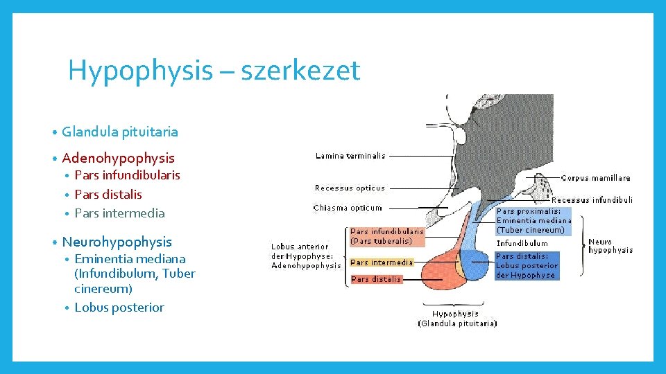 Hypophysis – szerkezet • Glandula pituitaria • Adenohypophysis Pars infundibularis • Pars distalis •