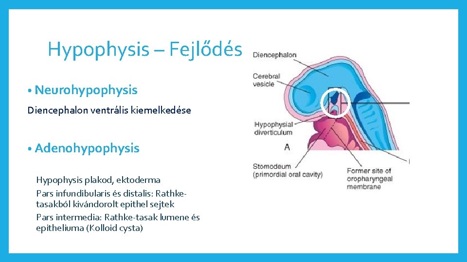 Hypophysis – Fejlődés • Neurohypophysis Diencephalon ventrális kiemelkedése • Adenohypophysis Hypophysis plakod, ektoderma Pars