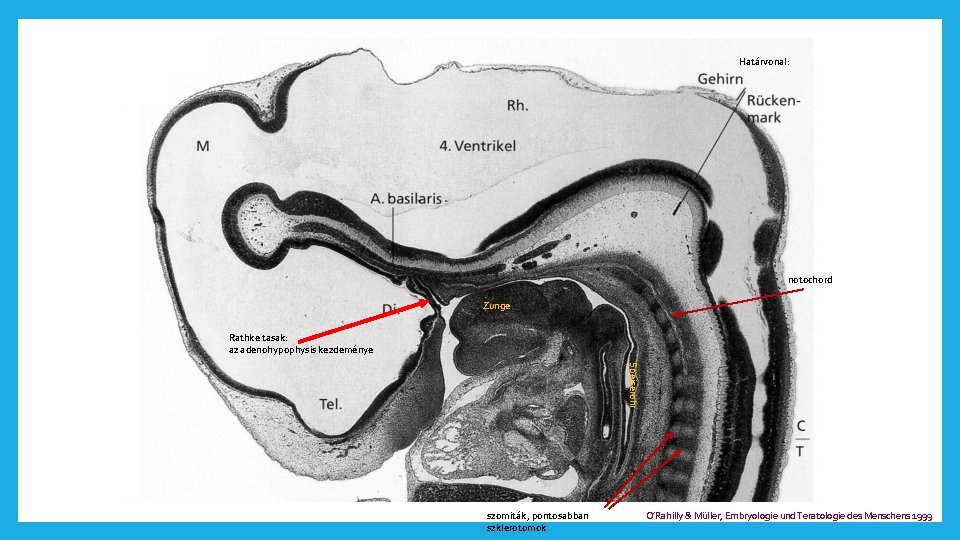 Határvonal: notochord Zunge Rathke tasak: az adenohypophysis kezdeménye Speiserohr szomiták, pontosabban szklerotomok O’Rahilly &