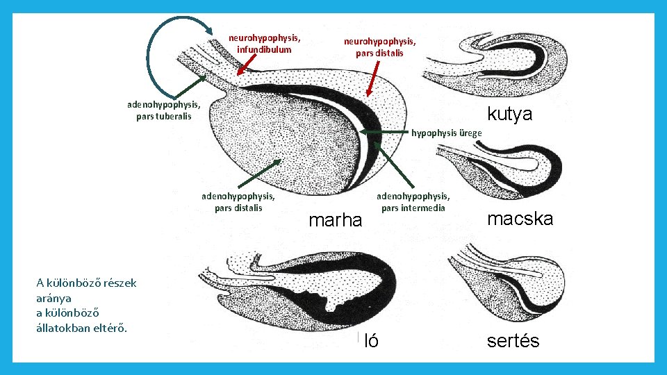 neurohypophysis, infundibulum neurohypophysis, pars distalis adenohypophysis, pars tuberalis kutya hypophysis ürege adenohypophysis, pars distalis