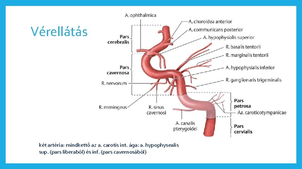 Vérellátás két artéria: mindkettő az a. carotis int. ága: a. hypophysealis sup. (pars liberaból)