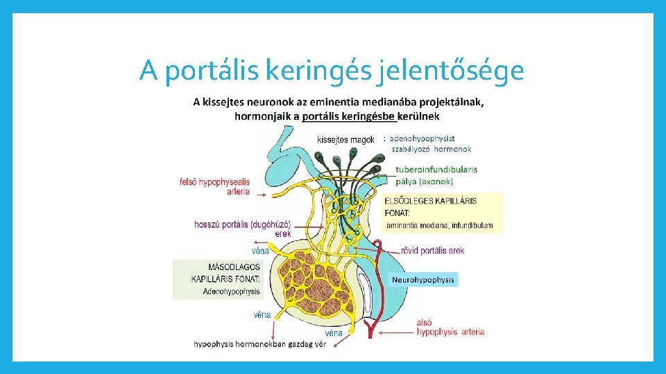 A portális keringés jelentősége 