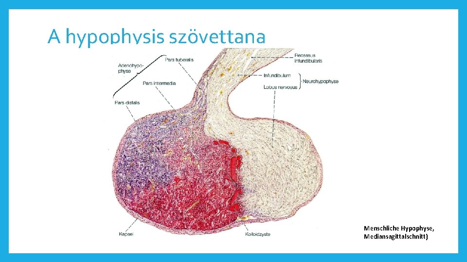 A hypophysis szövettana Menschliche Hypophyse, Mediansagittalschnitt) 
