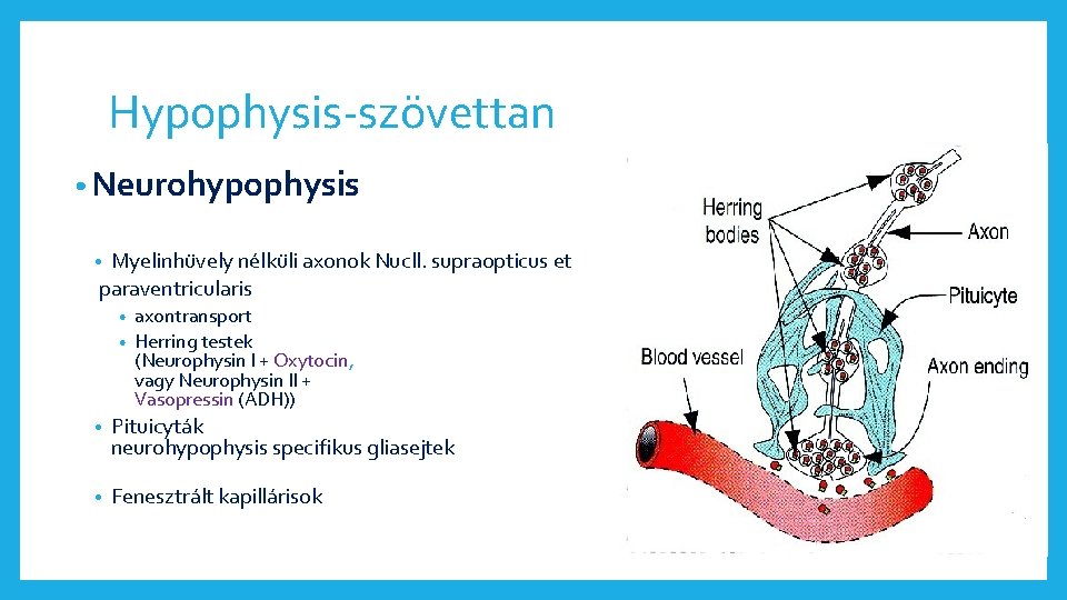 Hypophysis-szövettan • Neurohypophysis Myelinhüvely nélküli axonok Nucll. supraopticus et paraventricularis • axontransport • Herring