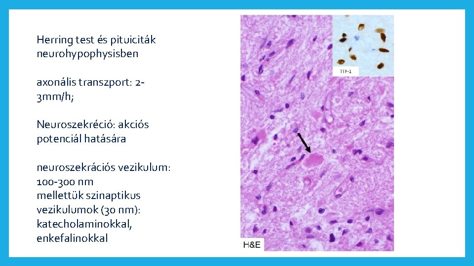 Herring test és pituiciták neurohypophysisben axonális transzport: 23 mm/h; Neuroszekréció: akciós potenciál hatására neuroszekrációs