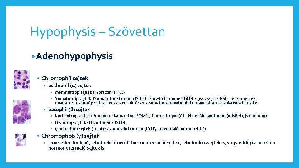 Hypophysis – Szövettan • Adenohypophysis • Chromophil sejtek • acidophil (α) sejtek mammotróp sejtek