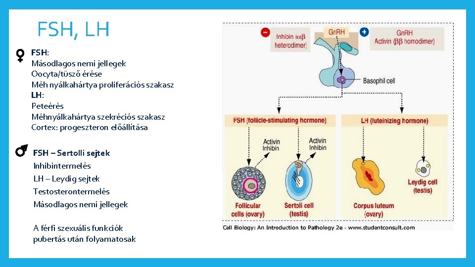 FSH, LH FSH: Másodlagos nemi jellegek Oocyta/tüsző érése Méh nyálkahártya proliferációs szakasz LH: Peteérés