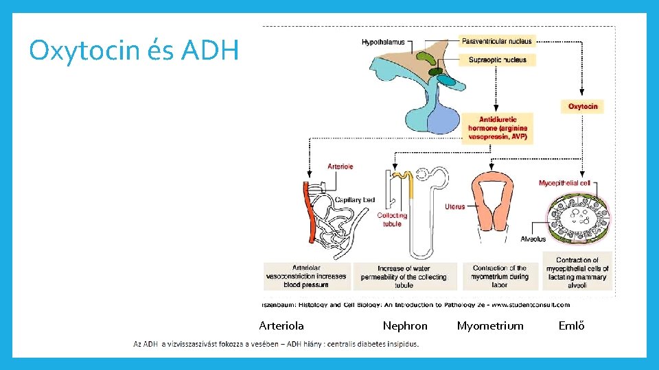 Oxytocin és ADH Arteriola Nephron Myometrium Emlő 