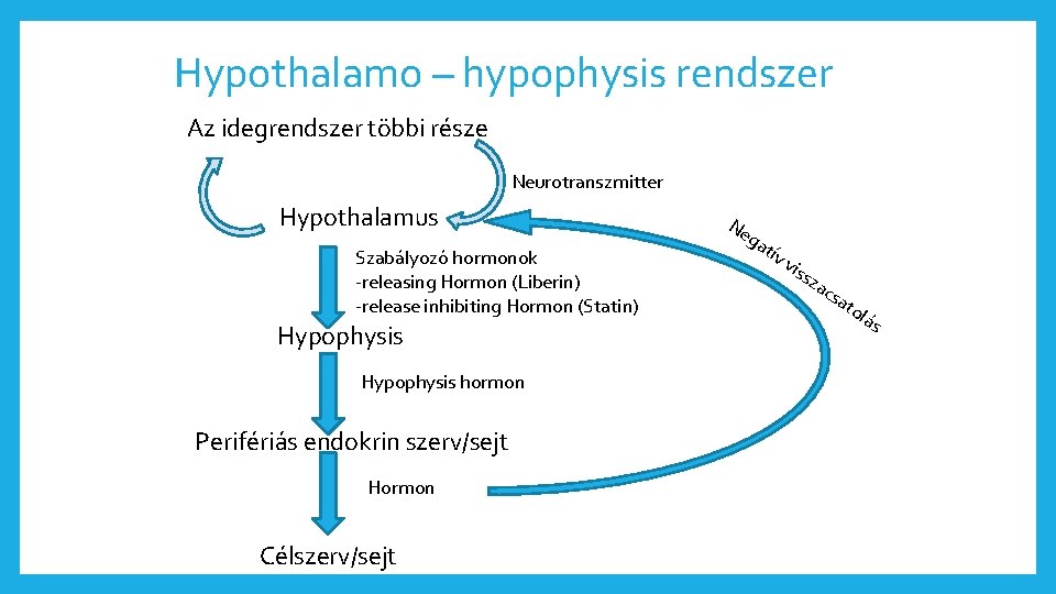 Hypothalamo – hypophysis rendszer Az idegrendszer többi része Neurotranszmitter Hypothalamus Szabályozó hormonok -releasing Hormon