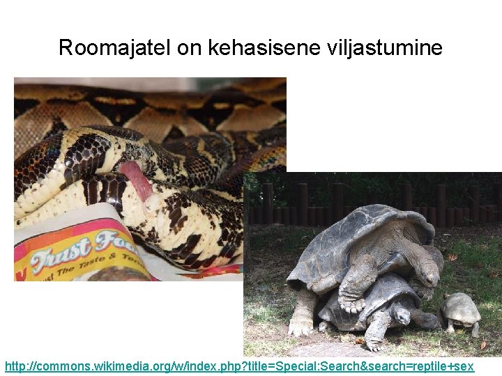 Roomajatel on kehasisene viljastumine http: //commons. wikimedia. org/w/index. php? title=Special: Search&search=reptile+sex 