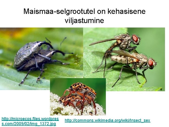 Maismaa-selgrootutel on kehasisene viljastumine http: //microecos. files. wordpres s. com/2009/02/img_1372. jpg http: //commons. wikimedia.