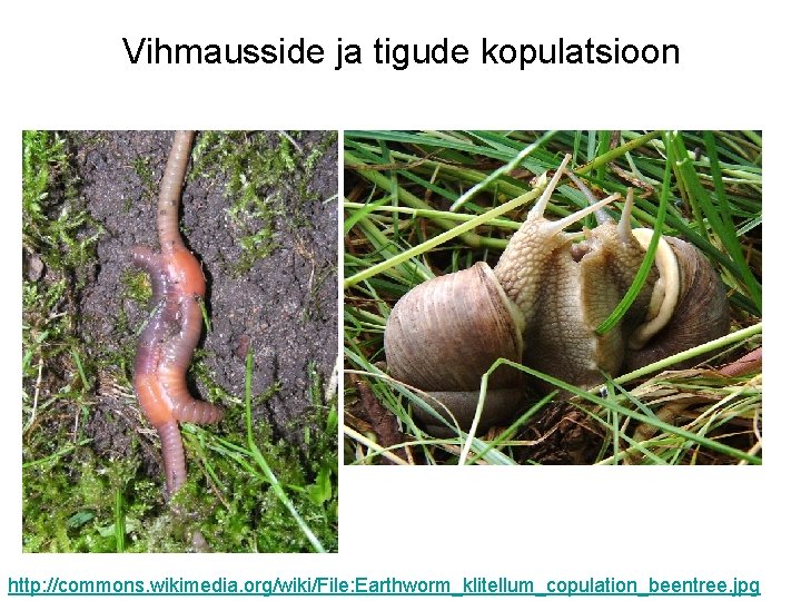 Vihmausside ja tigude kopulatsioon http: //commons. wikimedia. org/wiki/File: Earthworm_klitellum_copulation_beentree. jpg 