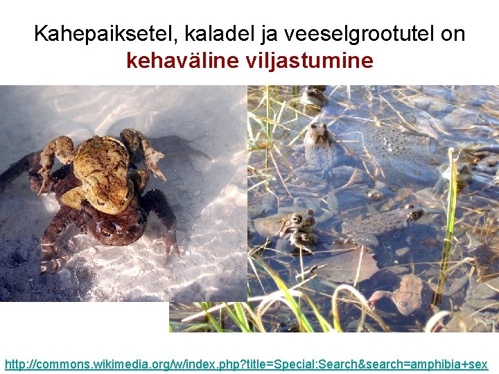 Kahepaiksetel, kaladel ja veeselgrootutel on kehaväline viljastumine http: //commons. wikimedia. org/w/index. php? title=Special: Search&search=amphibia+sex