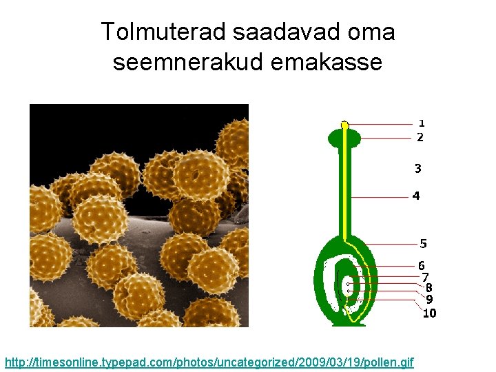 Tolmuterad saadavad oma seemnerakud emakasse http: //timesonline. typepad. com/photos/uncategorized/2009/03/19/pollen. gif 